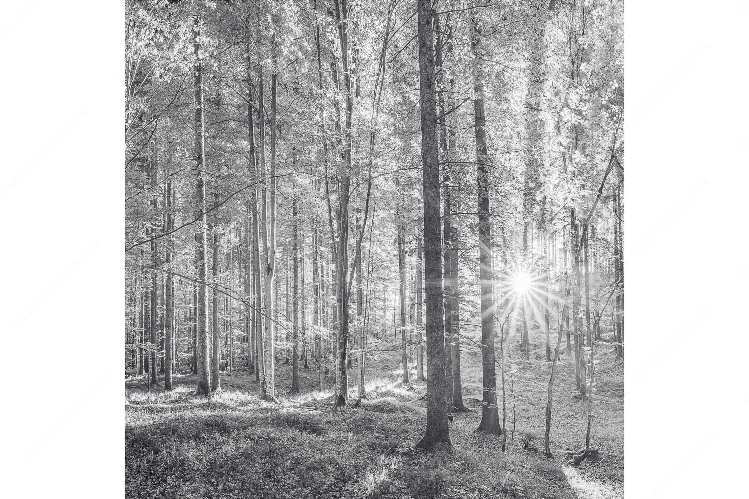Morgens im Wald – Seitenverhältnis 1:1 — Sonnenlicht Waldboden Erstes Sonnenlicht im Buchenwald