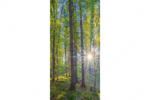 Erstes Sonnenlicht im Buchenwald - Morgens im Wald - Seitenverhältnis 1:2 - Sonnenlicht Waldboden - weitere Infos unter https://www.kriner-weiermann.de