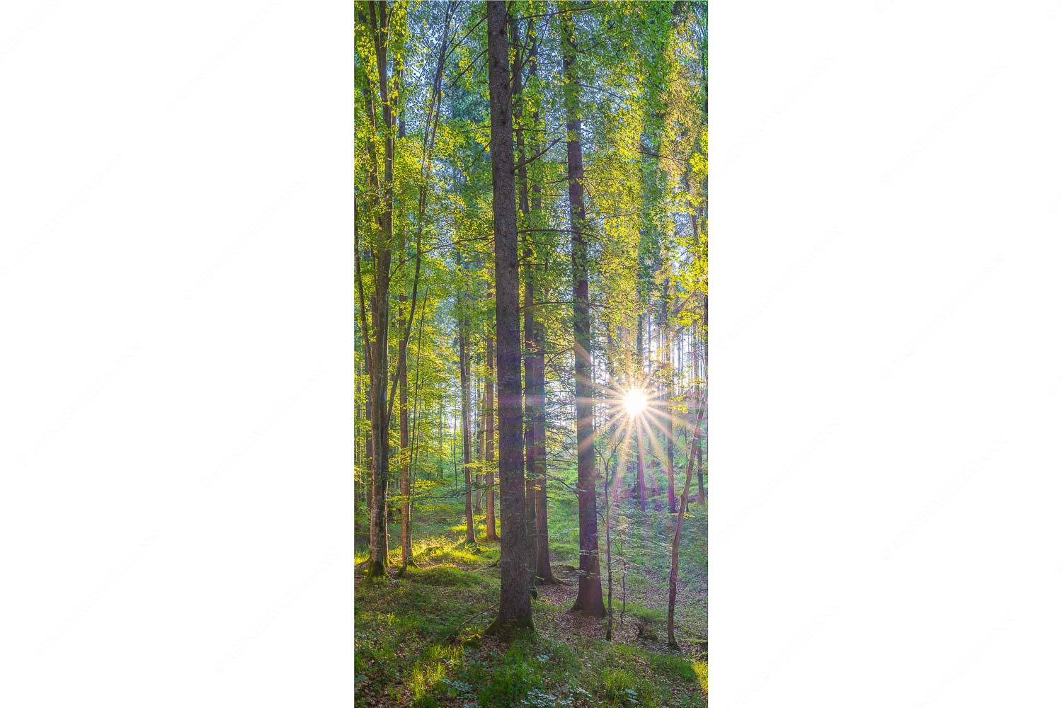 Morgens im Wald – Seitenverhältnis 1:2 — Sonnenlicht Waldboden Erstes Sonnenlicht im Buchenwald