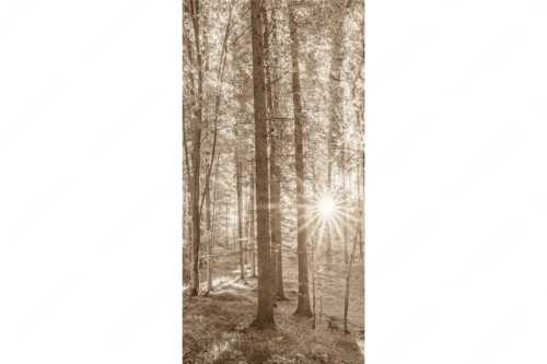 Erstes Sonnenlicht im Buchenwald - Morgens im Wald - Seitenverhältnis 1:2 - Sonnenlicht Waldboden - weitere Infos unter https://www.kriner-weiermann.de