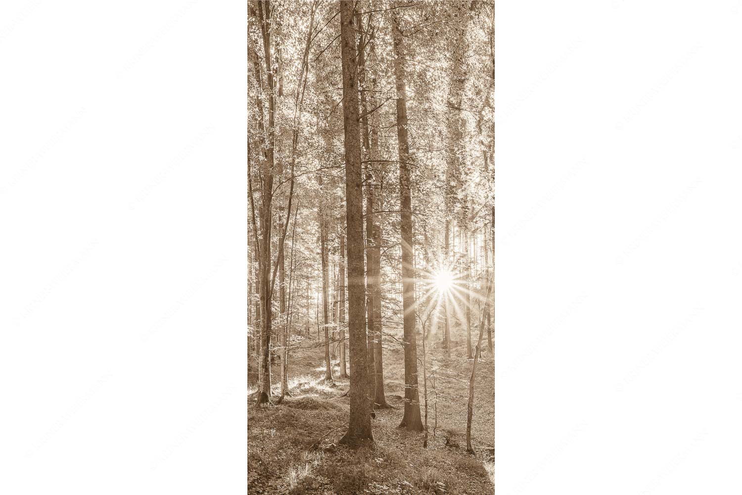 Morgens im Wald – Seitenverhältnis 1:2 — Sonnenlicht Waldboden Erstes Sonnenlicht im Buchenwald