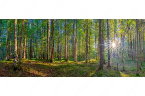 Erstes Sonnenlicht im Buchenwald - Morgens im Wald - Seitenverhältnis 2,5:1 - Sonnenlicht Waldboden - weitere Infos unter https://www.kriner-weiermann.de