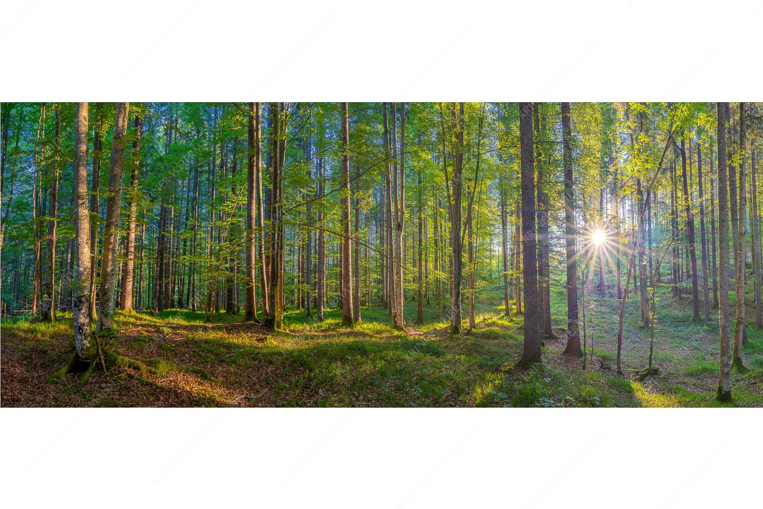 Morgens im Wald – Seitenverhältnis 2,5:1 — Sonnenlicht Waldboden Erstes Sonnenlicht im Buchenwald