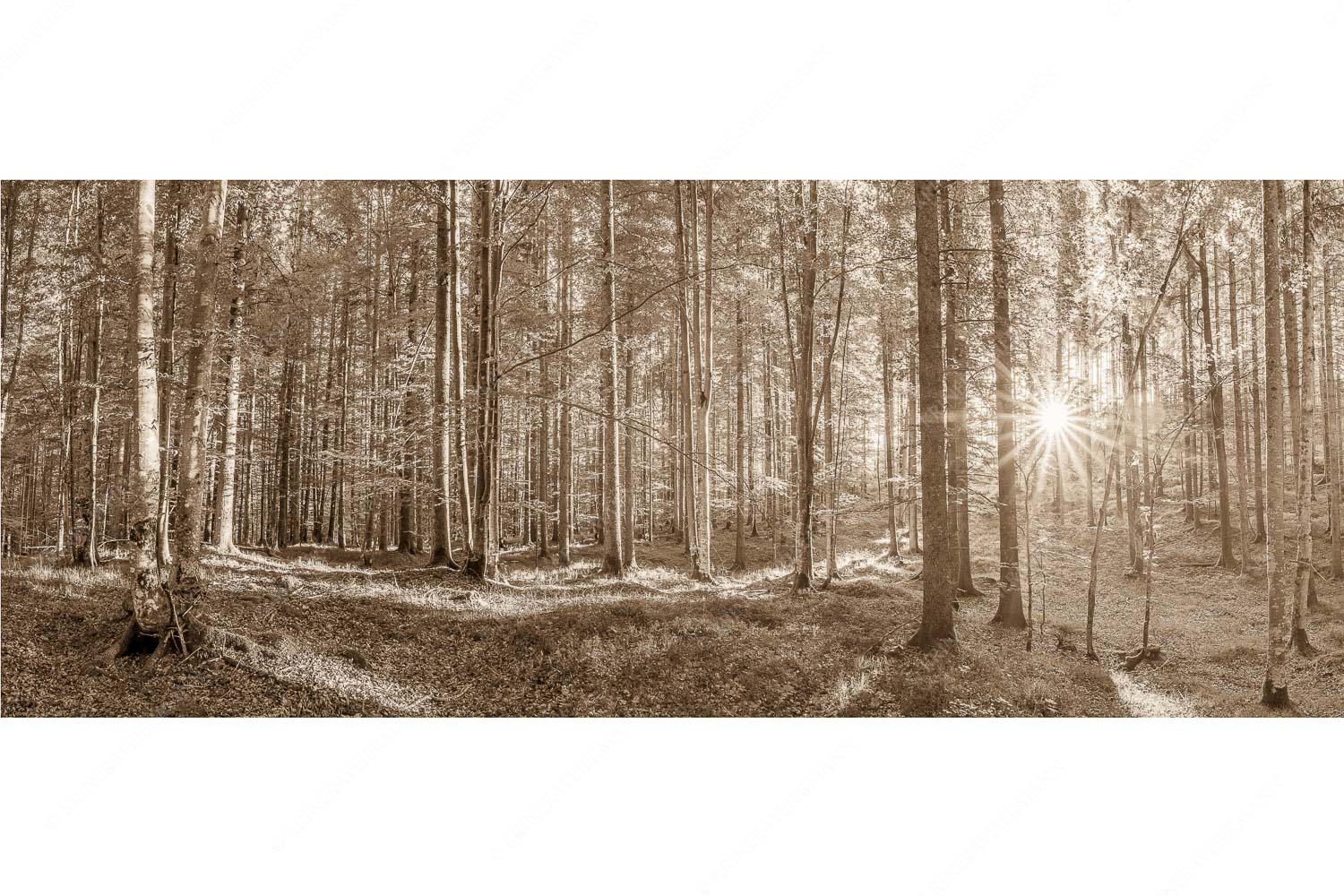 Morgens im Wald – Seitenverhältnis 2,5:1 — Sonnenlicht Waldboden Erstes Sonnenlicht im Buchenwald