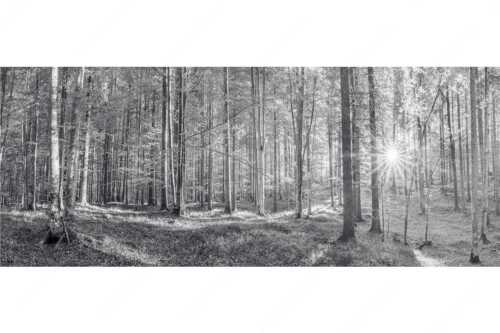Erstes Sonnenlicht im Buchenwald - Morgens im Wald - Seitenverhältnis 2,5:1 - Sonnenlicht Waldboden - weitere Infos unter https://www.kriner-weiermann.de