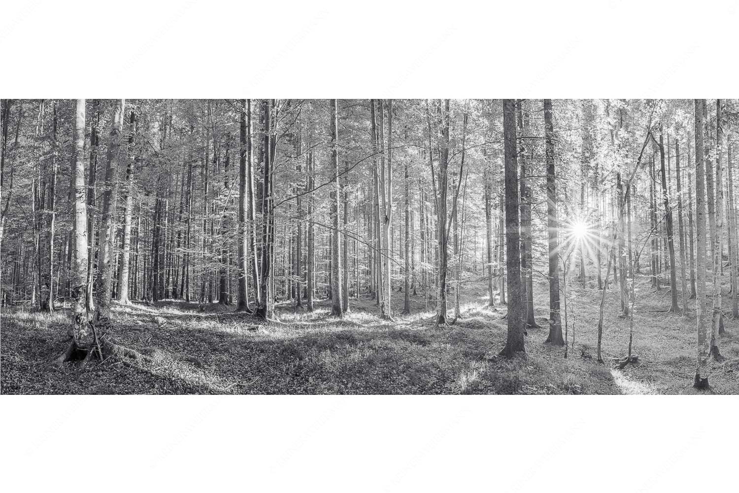 Morgens im Wald – Seitenverhältnis 2,5:1 — Sonnenlicht Waldboden Erstes Sonnenlicht im Buchenwald