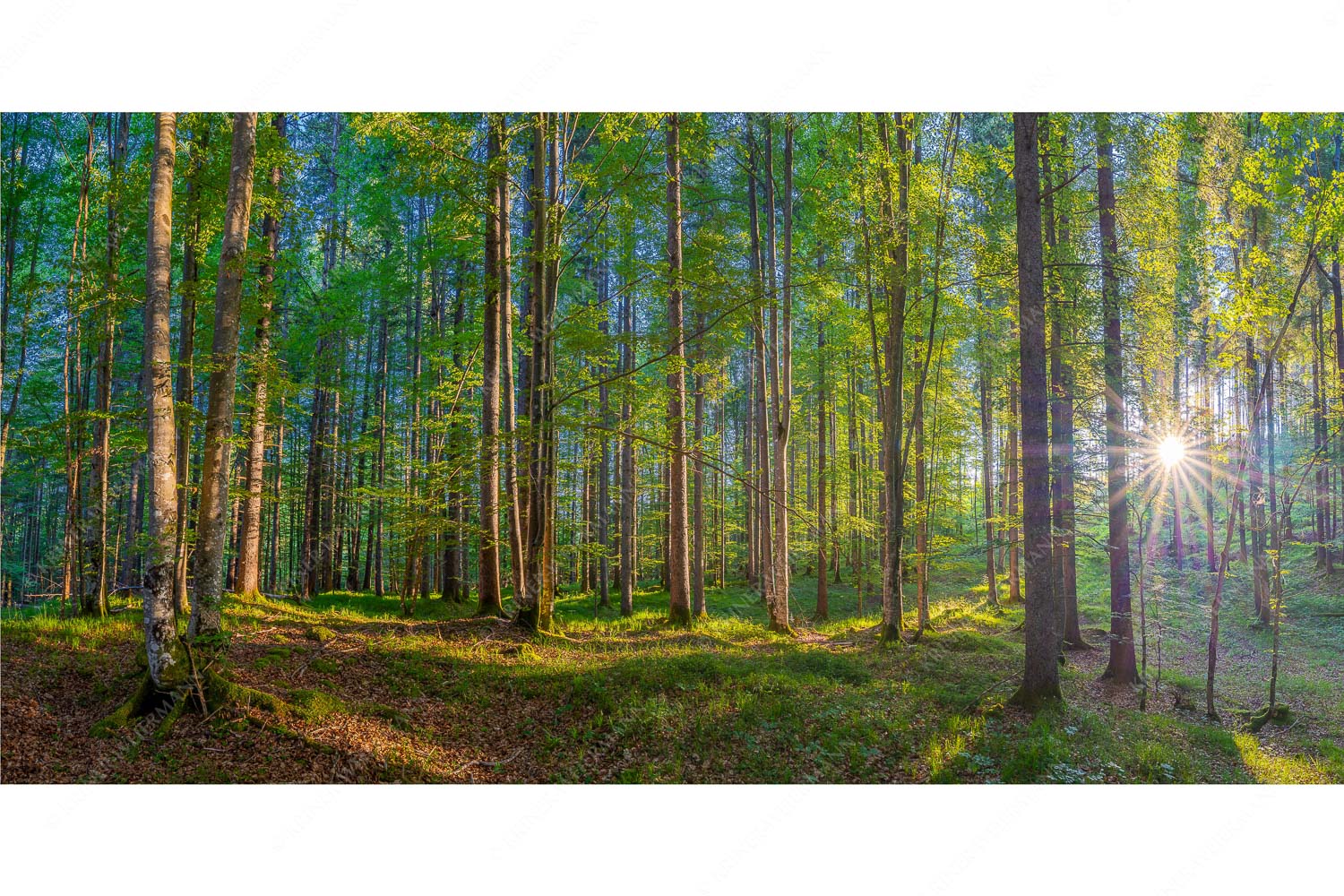 Morgens im Wald – Seitenverhältnis 2:1 — Sonnenlicht Waldboden Erstes Sonnenlicht im Buchenwald