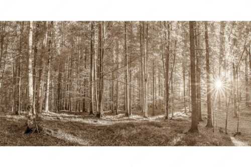 Erstes Sonnenlicht im Buchenwald - Morgens im Wald - Seitenverhältnis 2:1 - Sonnenlicht Waldboden - weitere Infos unter https://www.kriner-weiermann.de