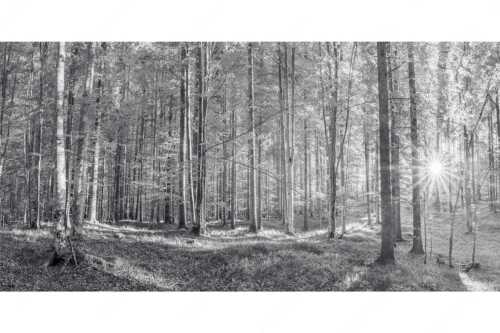 Erstes Sonnenlicht im Buchenwald - Morgens im Wald - Seitenverhältnis 2:1 - Sonnenlicht Waldboden - weitere Infos unter https://www.kriner-weiermann.de
