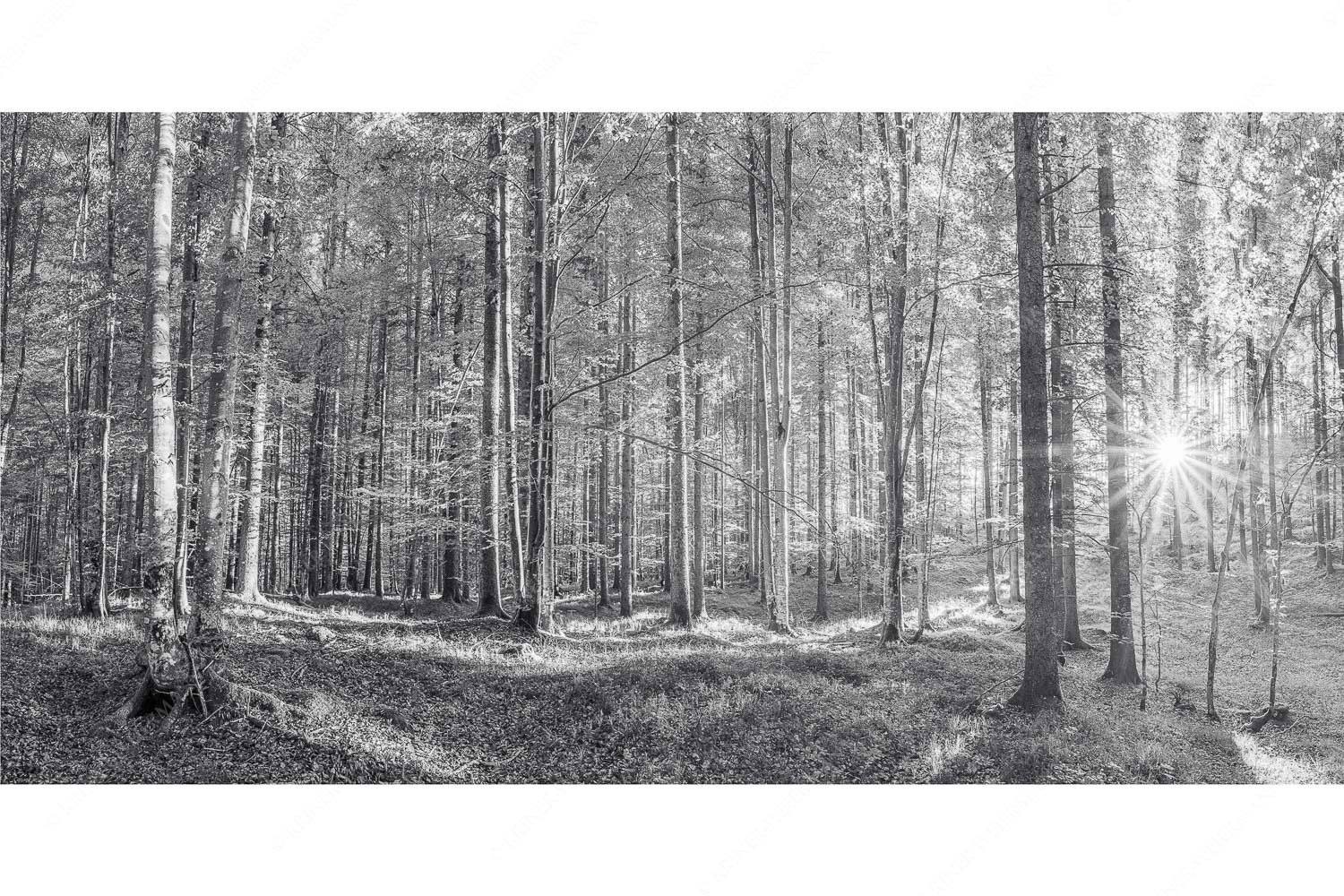 Morgens im Wald – Seitenverhältnis 2:1 — Sonnenlicht Waldboden Erstes Sonnenlicht im Buchenwald
