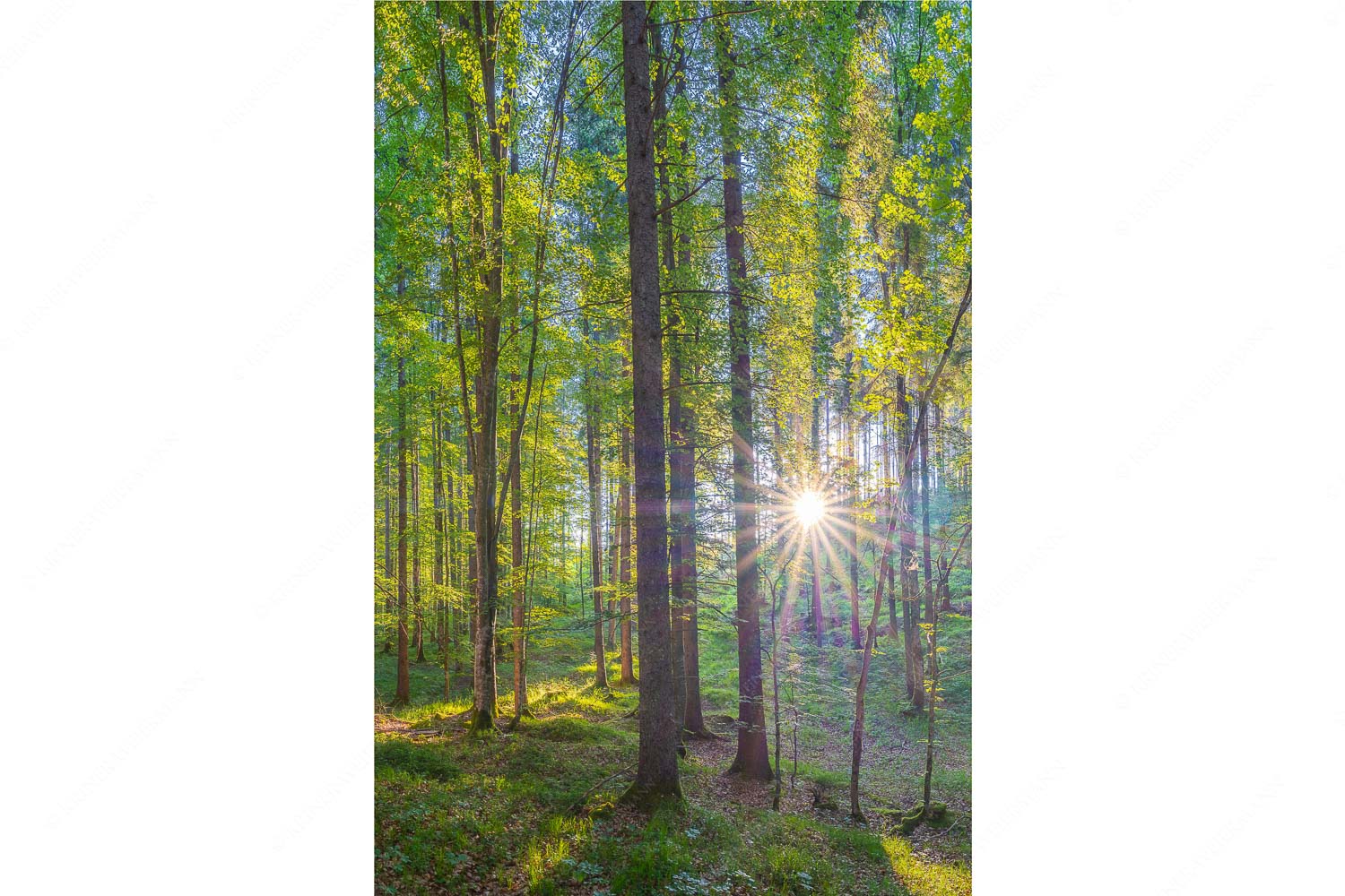 Morgens im Wald – Seitenverhältnis 2:3 — Sonnenlicht Waldboden Erstes Sonnenlicht im Buchenwald