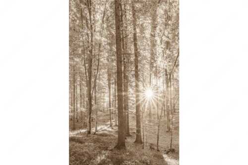 Erstes Sonnenlicht im Buchenwald - Morgens im Wald - Seitenverhältnis 2:3 - Sonnenlicht Waldboden - weitere Infos unter https://www.kriner-weiermann.de