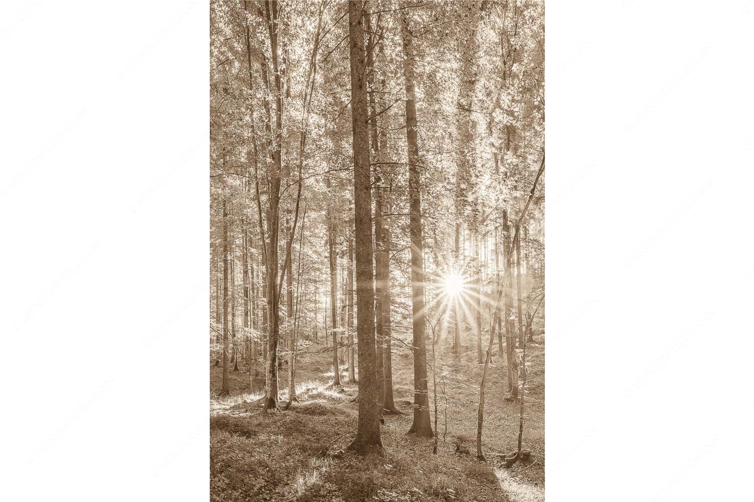 Morgens im Wald – Seitenverhältnis 2:3 — Sonnenlicht Waldboden Erstes Sonnenlicht im Buchenwald