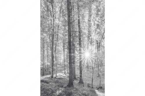 Erstes Sonnenlicht im Buchenwald - Morgens im Wald - Seitenverhältnis 2:3 - Sonnenlicht Waldboden - weitere Infos unter https://www.kriner-weiermann.de