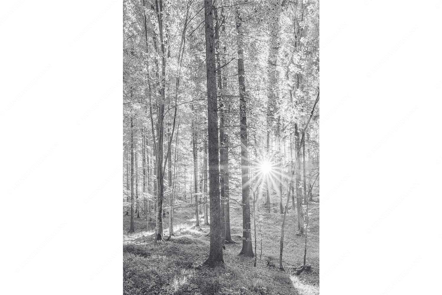 Morgens im Wald – Seitenverhältnis 2:3 — Sonnenlicht Waldboden Erstes Sonnenlicht im Buchenwald