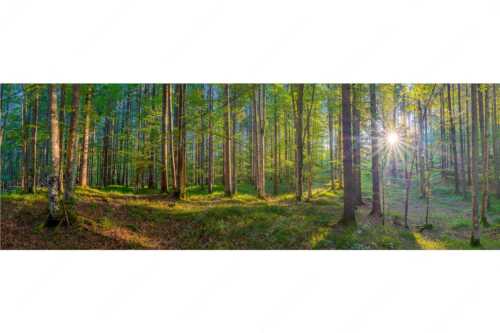 Erstes Sonnenlicht im Buchenwald - Morgens im Wald - Seitenverhältnis 3:1 - Sonnenlicht Waldboden - weitere Infos unter https://www.kriner-weiermann.de