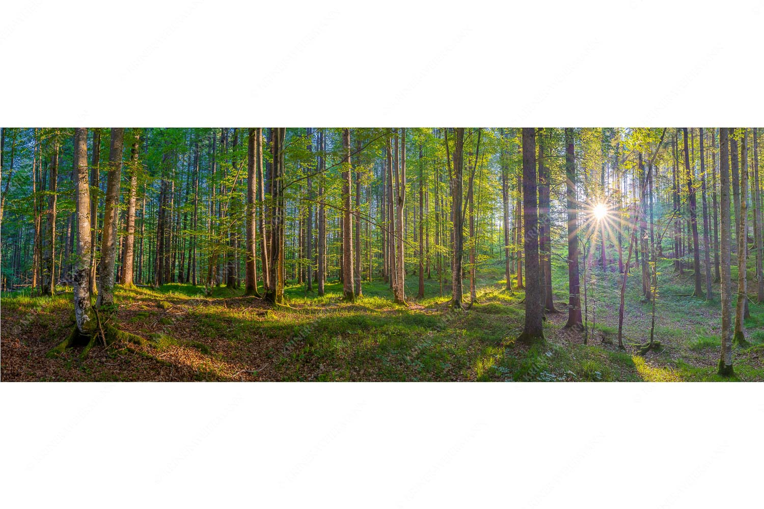 Morgens im Wald – Seitenverhältnis 3:1 — Sonnenlicht Waldboden Erstes Sonnenlicht im Buchenwald
