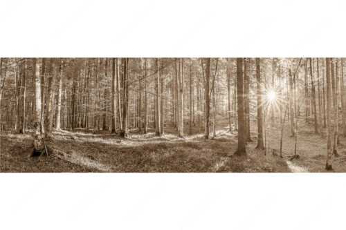 Erstes Sonnenlicht im Buchenwald - Morgens im Wald - Seitenverhältnis 3:1 - Sonnenlicht Waldboden - weitere Infos unter https://www.kriner-weiermann.de