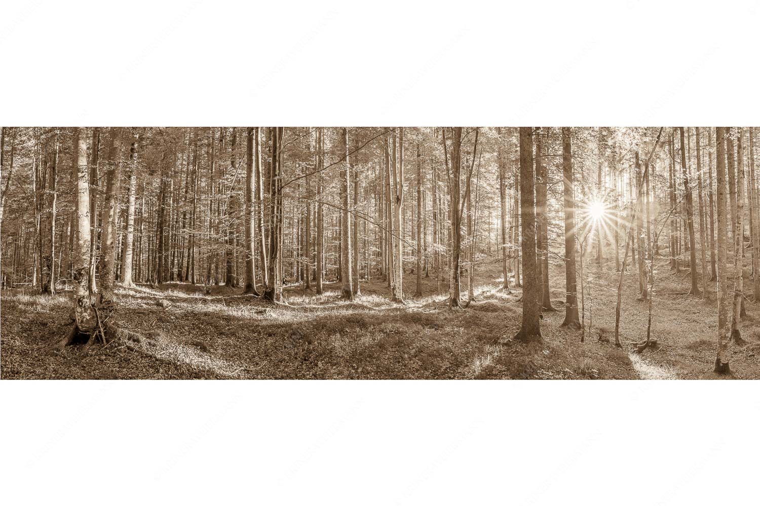 Morgens im Wald – Seitenverhältnis 3:1 — Sonnenlicht Waldboden Erstes Sonnenlicht im Buchenwald