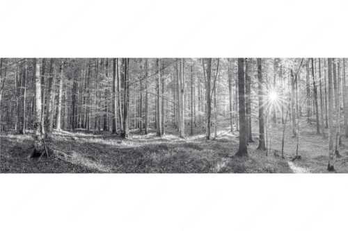 Erstes Sonnenlicht im Buchenwald - Morgens im Wald - Seitenverhältnis 3:1 - Sonnenlicht Waldboden - weitere Infos unter https://www.kriner-weiermann.de