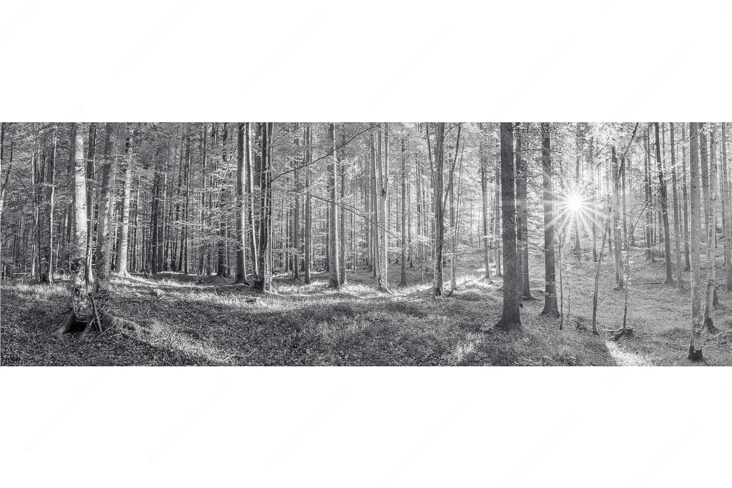 Morgens im Wald – Seitenverhältnis 3:1 — Sonnenlicht Waldboden Erstes Sonnenlicht im Buchenwald