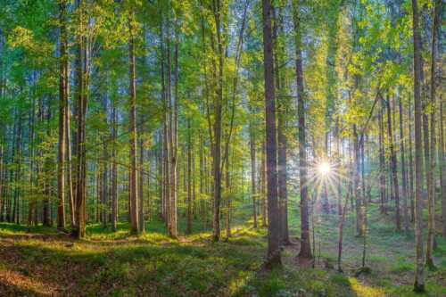 Erstes Sonnenlicht im Buchenwald - Morgens im Wald - Seitenverhältnis 3:2 - Sonnenlicht Waldboden - weitere Infos unter https://www.kriner-weiermann.de