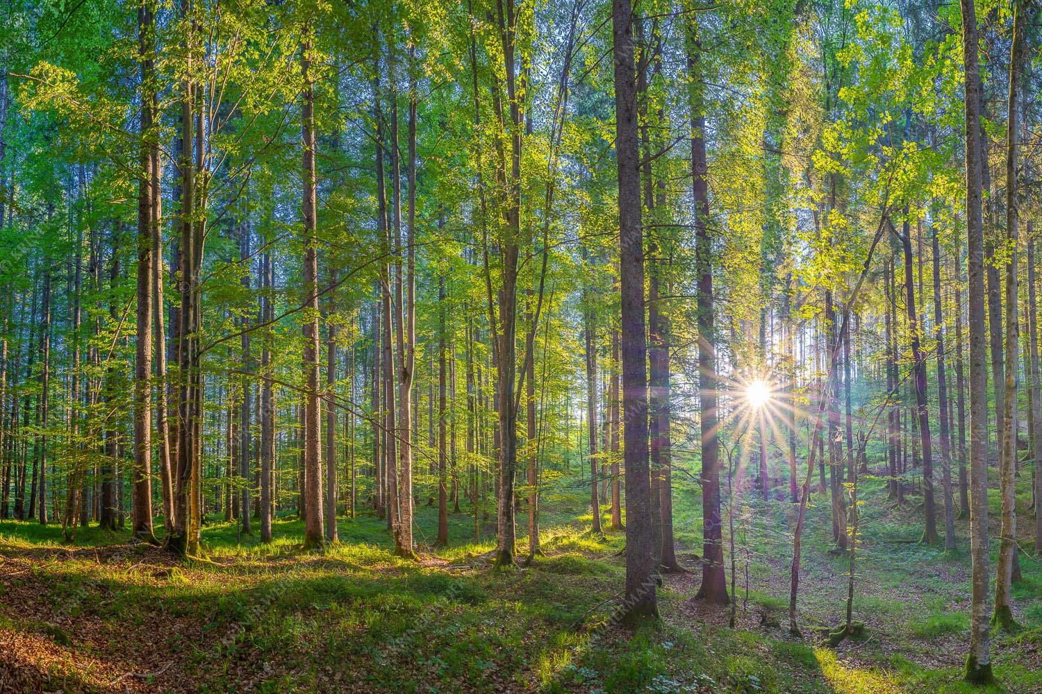 Morgens im Wald – Seitenverhältnis 3:2 — Sonnenlicht Waldboden Erstes Sonnenlicht im Buchenwald