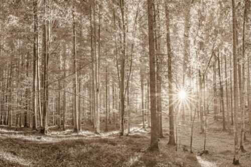 Erstes Sonnenlicht im Buchenwald - Morgens im Wald - Seitenverhältnis 3:2 - Sonnenlicht Waldboden - weitere Infos unter https://www.kriner-weiermann.de