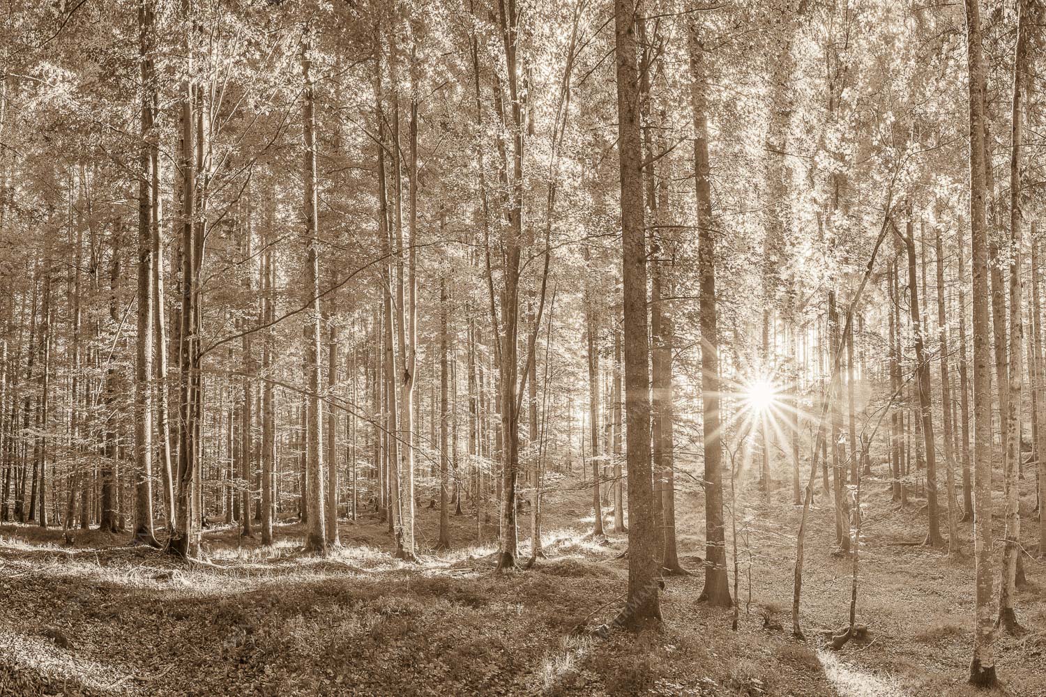 Morgens im Wald – Seitenverhältnis 3:2 — Sonnenlicht Waldboden Erstes Sonnenlicht im Buchenwald