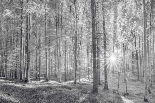Erstes Sonnenlicht im Buchenwald - Morgens im Wald - Seitenverhältnis 3:2 - Sonnenlicht Waldboden - weitere Infos unter https://www.kriner-weiermann.de