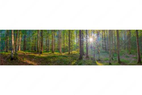 Erstes Sonnenlicht im Buchenwald - Morgens im Wald - Seitenverhältnis 4:1 - Sonnenlicht Waldboden - weitere Infos unter https://www.kriner-weiermann.de