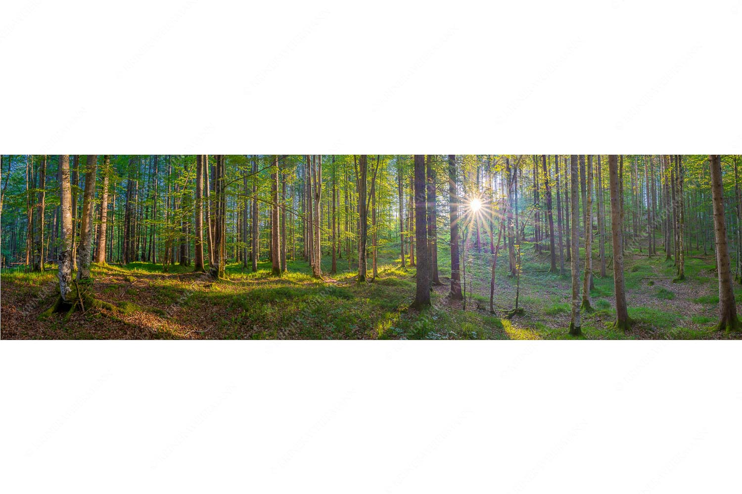 Morgens im Wald – Seitenverhältnis 4:1 — Sonnenlicht Waldboden Erstes Sonnenlicht im Buchenwald