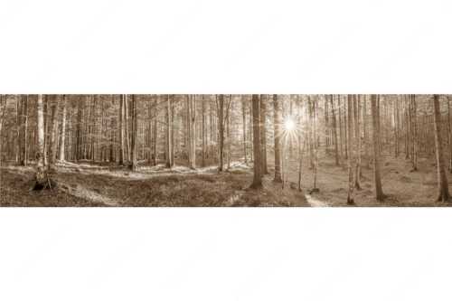Erstes Sonnenlicht im Buchenwald - Morgens im Wald - Seitenverhältnis 4:1 - Sonnenlicht Waldboden - weitere Infos unter https://www.kriner-weiermann.de