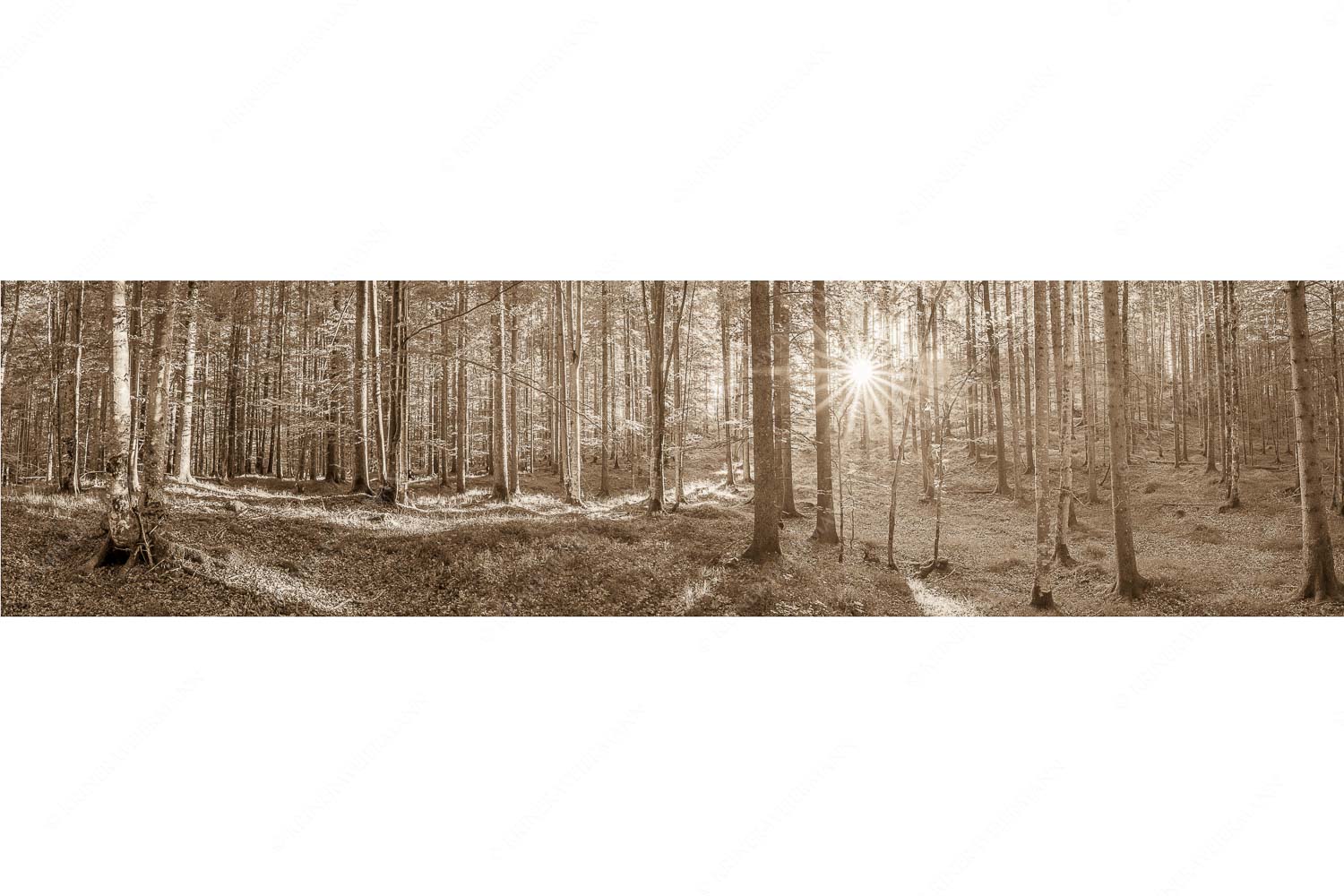 Morgens im Wald – Seitenverhältnis 4:1 — Sonnenlicht Waldboden Erstes Sonnenlicht im Buchenwald