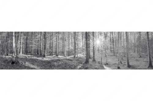 Erstes Sonnenlicht im Buchenwald - Morgens im Wald - Seitenverhältnis 4:1 - Sonnenlicht Waldboden - weitere Infos unter https://www.kriner-weiermann.de