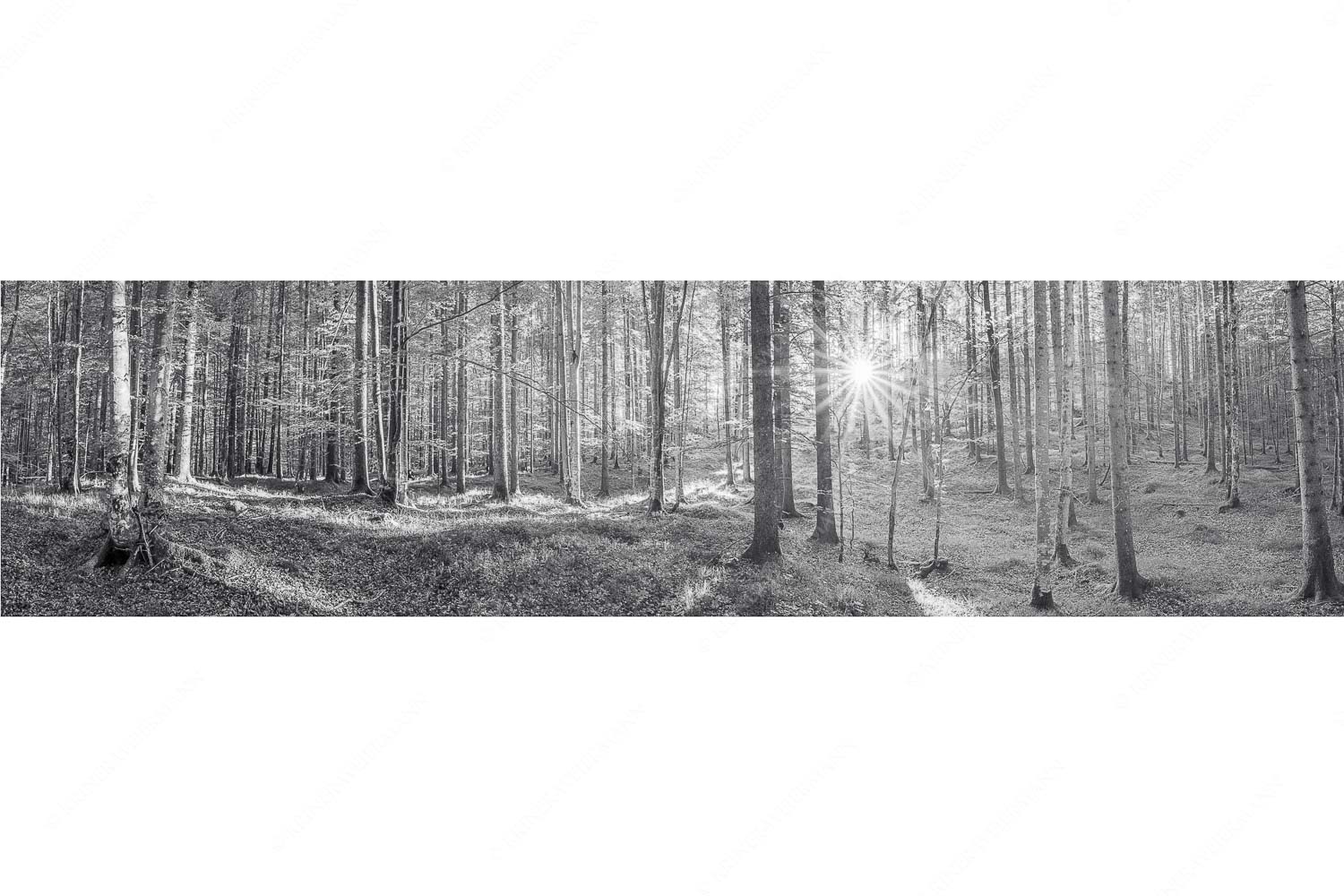 Morgens im Wald – Seitenverhältnis 4:1 — Sonnenlicht Waldboden Erstes Sonnenlicht im Buchenwald