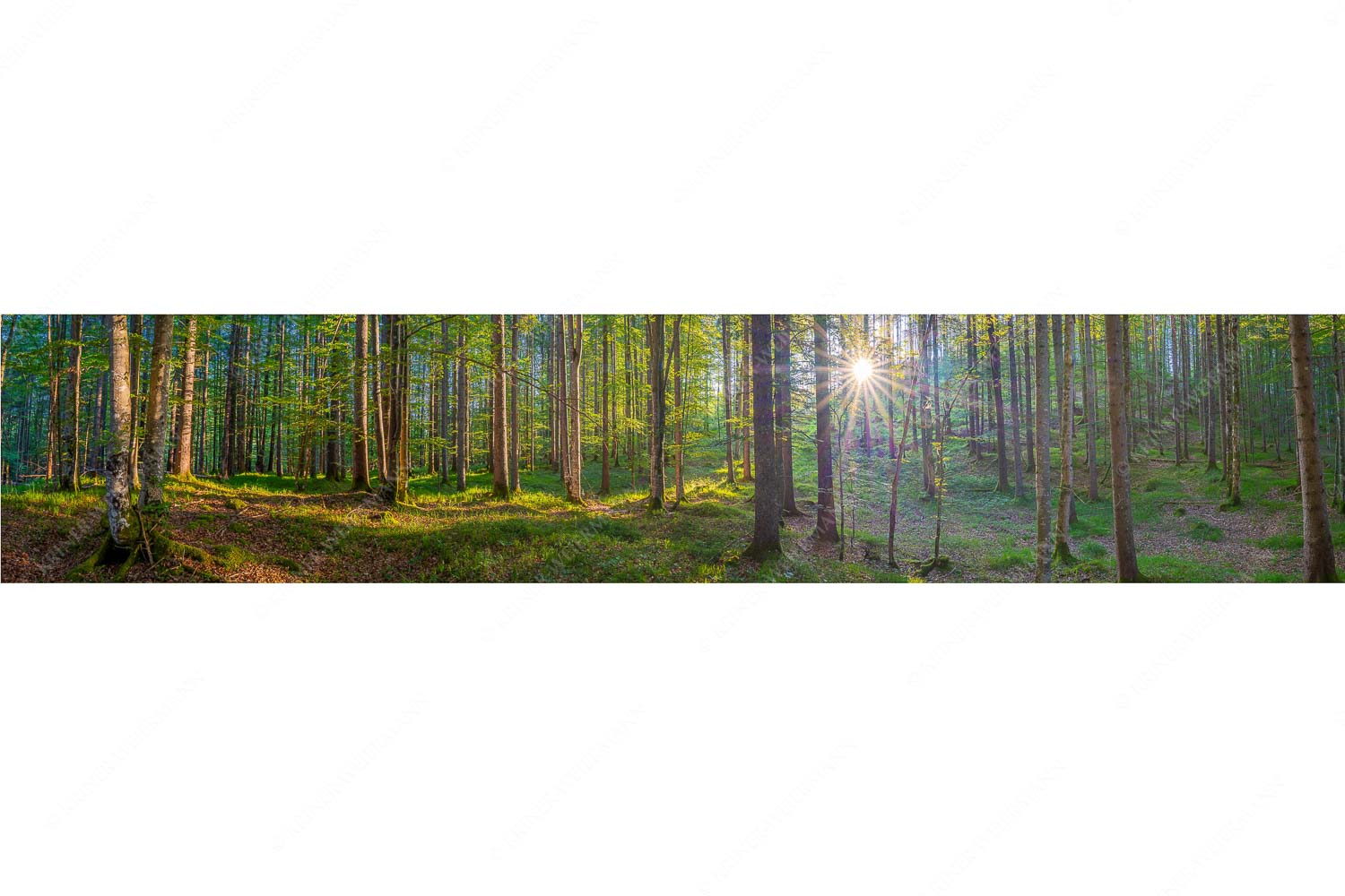 Morgens im Wald – Seitenverhältnis 5:1 — Sonnenlicht Waldboden Erstes Sonnenlicht im Buchenwald