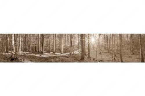 Erstes Sonnenlicht im Buchenwald - Morgens im Wald - Seitenverhältnis 5:1 - Sonnenlicht Waldboden - weitere Infos unter https://www.kriner-weiermann.de