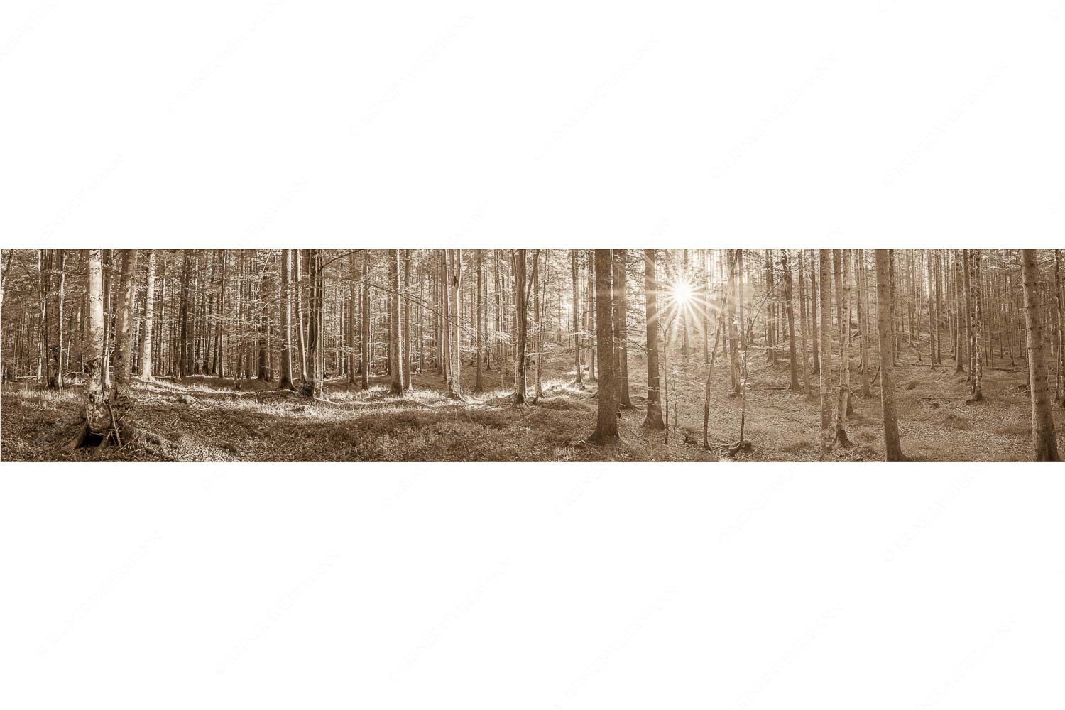 Morgens im Wald – Seitenverhältnis 5:1 — Sonnenlicht Waldboden Erstes Sonnenlicht im Buchenwald