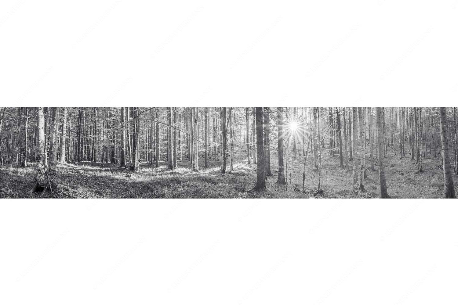 Morgens im Wald – Seitenverhältnis 5:1 — Sonnenlicht Waldboden Erstes Sonnenlicht im Buchenwald