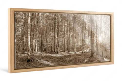 Erstes Sonnenlicht im Buchenwald - Morgens im Wald - Foto im Schattenfugen-Rahmen - Sonnenlicht Waldboden - weitere Infos unter https://www.kriner-weiermann.de