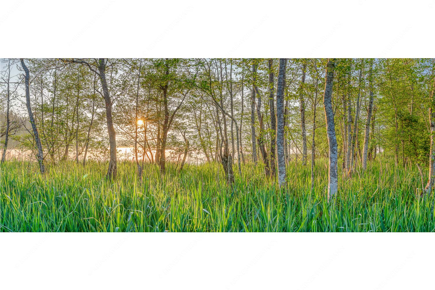 Natur pur – Seitenverhältnis 2,5:1 — Sonnenaufgang am Barmsee Die meisten Uferregionen am Barmsee bieten noch eine unberührte und unzugängliche Natur