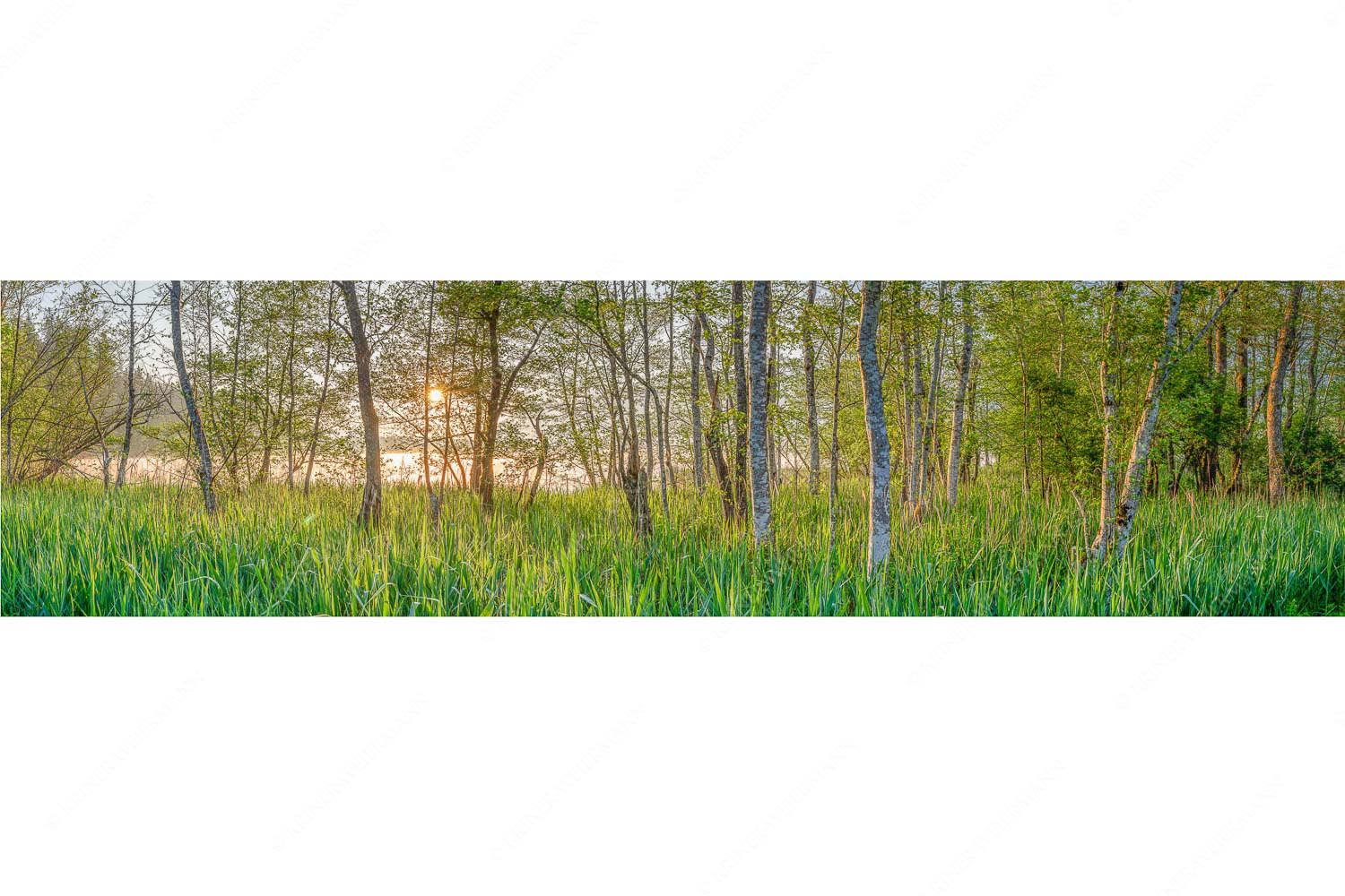 Natur pur – Seitenverhältnis 4:1 — Sonnenaufgang am Barmsee Die meisten Uferregionen am Barmsee bieten noch eine unberührte und unzugängliche Natur