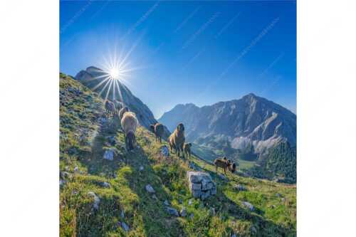 Bergschafe am Sunntiger bei Sonnenaufgang mit Blick zur Speckkar- und Lafatscherspitzen - Neugierige Bergschaferl - Seitenverhältnis 1:1 - Schafe am Suntiger im Karwendel - weitere Infos unter https://www.kriner-weiermann.de