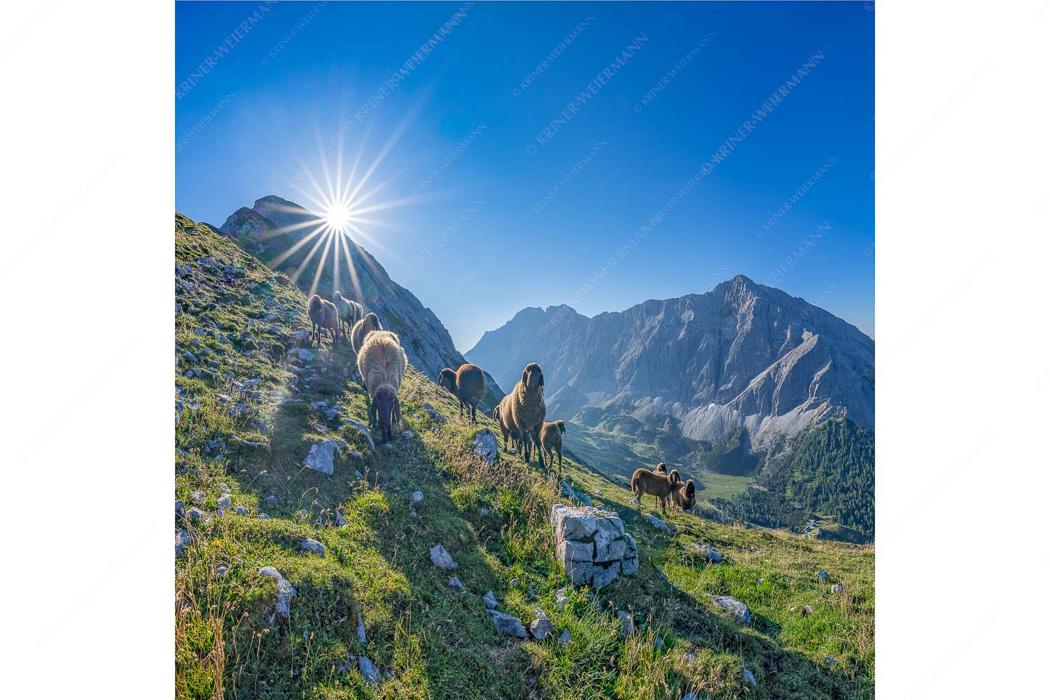 Neugierige Bergschaferl – Seitenverhältnis 1:1 — Schafe am Suntiger im Karwendel Bergschafe am Sunntiger bei Sonnenaufgang mit Blick zur Speckkar- und Lafatscherspitzen