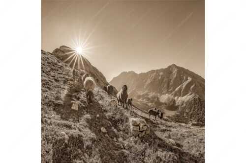 Bergschafe am Sunntiger bei Sonnenaufgang mit Blick zur Speckkar- und Lafatscherspitzen - Neugierige Bergschaferl - Seitenverhältnis 1:1 - Schafe am Suntiger im Karwendel - weitere Infos unter https://www.kriner-weiermann.de