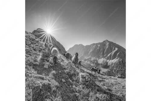 Bergschafe am Sunntiger bei Sonnenaufgang mit Blick zur Speckkar- und Lafatscherspitzen - Neugierige Bergschaferl - Seitenverhältnis 1:1 - Schafe am Suntiger im Karwendel - weitere Infos unter https://www.kriner-weiermann.de