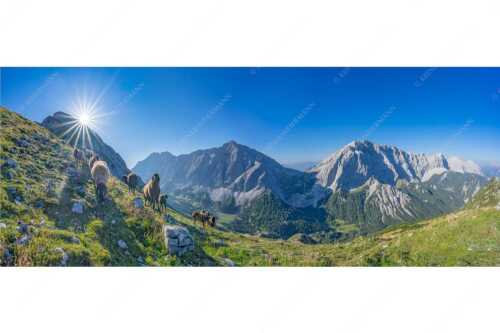 Bergschafe am Sunntiger bei Sonnenaufgang mit Blick zur Speckkar- und Lafatscherspitzen - Neugierige Bergschaferl - Seitenverhältnis 2,5:1 - Schafe am Suntiger im Karwendel - weitere Infos unter https://www.kriner-weiermann.de