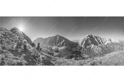 Bergschafe am Sunntiger bei Sonnenaufgang mit Blick zur Speckkar- und Lafatscherspitzen - Neugierige Bergschaferl - Seitenverhältnis 2,5:1 - Schafe am Suntiger im Karwendel - weitere Infos unter https://www.kriner-weiermann.de