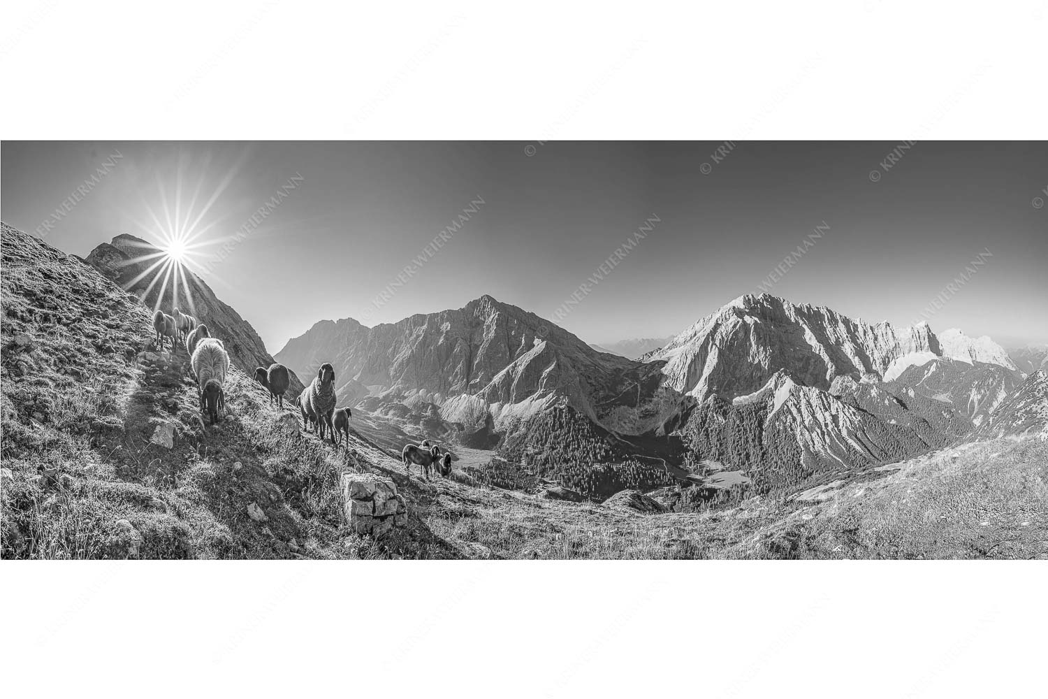 Neugierige Bergschaferl – Seitenverhältnis 2,5:1 — Schafe am Suntiger im Karwendel Bergschafe am Sunntiger bei Sonnenaufgang mit Blick zur Speckkar- und Lafatscherspitzen